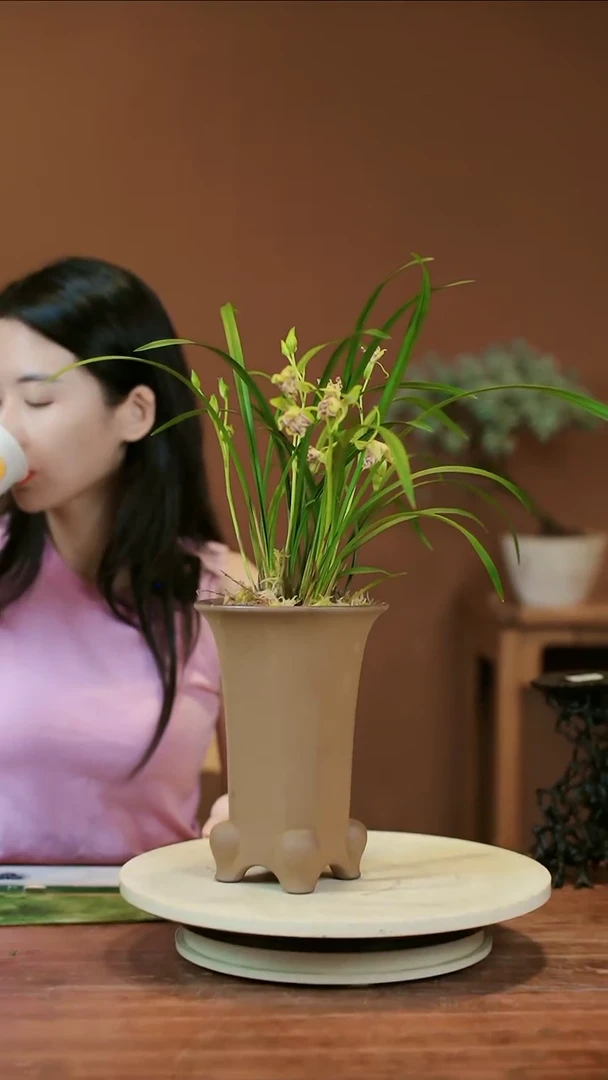 【闪购商品】盆景兰花