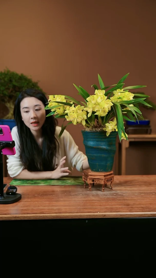 【闪购商品】盆景金如意