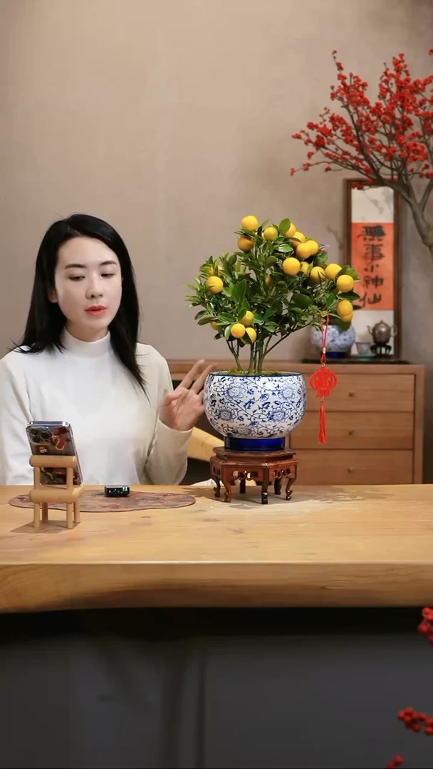 【闪购商品】小金桔 青花瓷