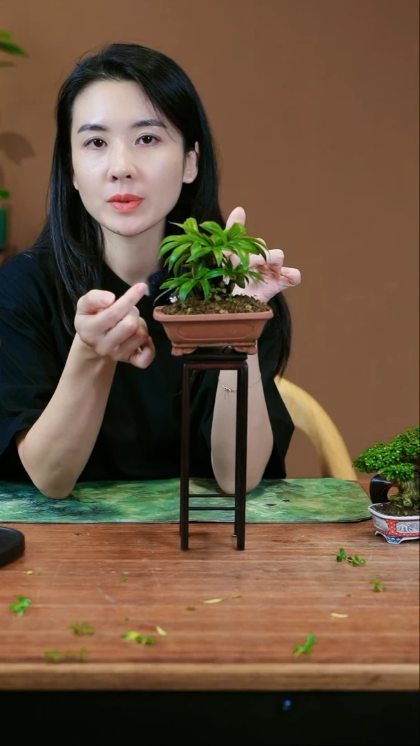 【闪购商品】盆景达摩棕竹