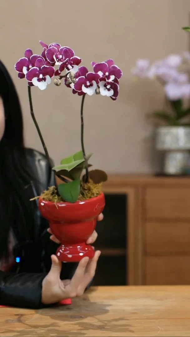 【闪购商品】圣诞老人