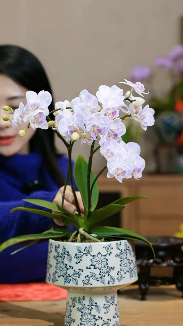 【闪购商品】梦境 蝴蝶兰