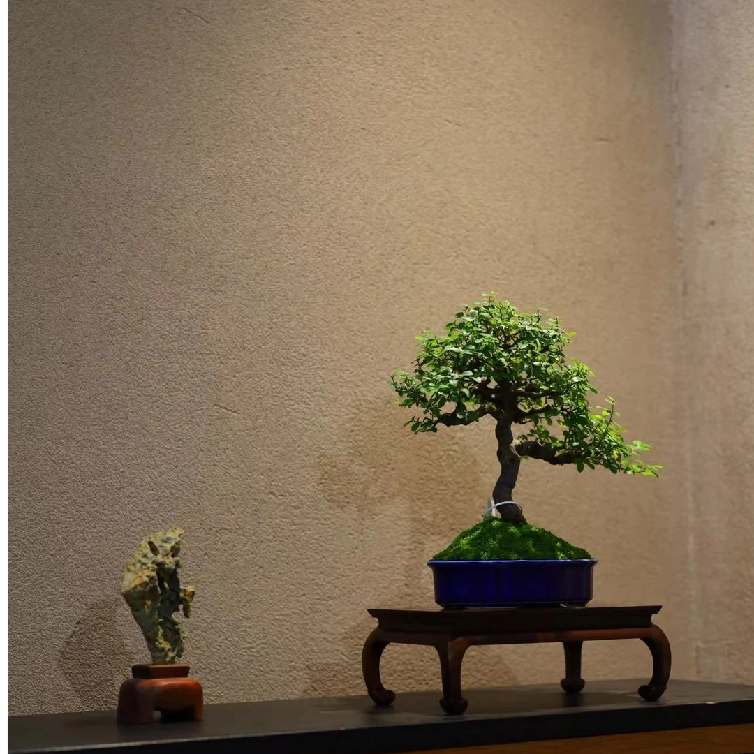 【美美精选】雀梅/老桩/精品盆景(与直播间同价）