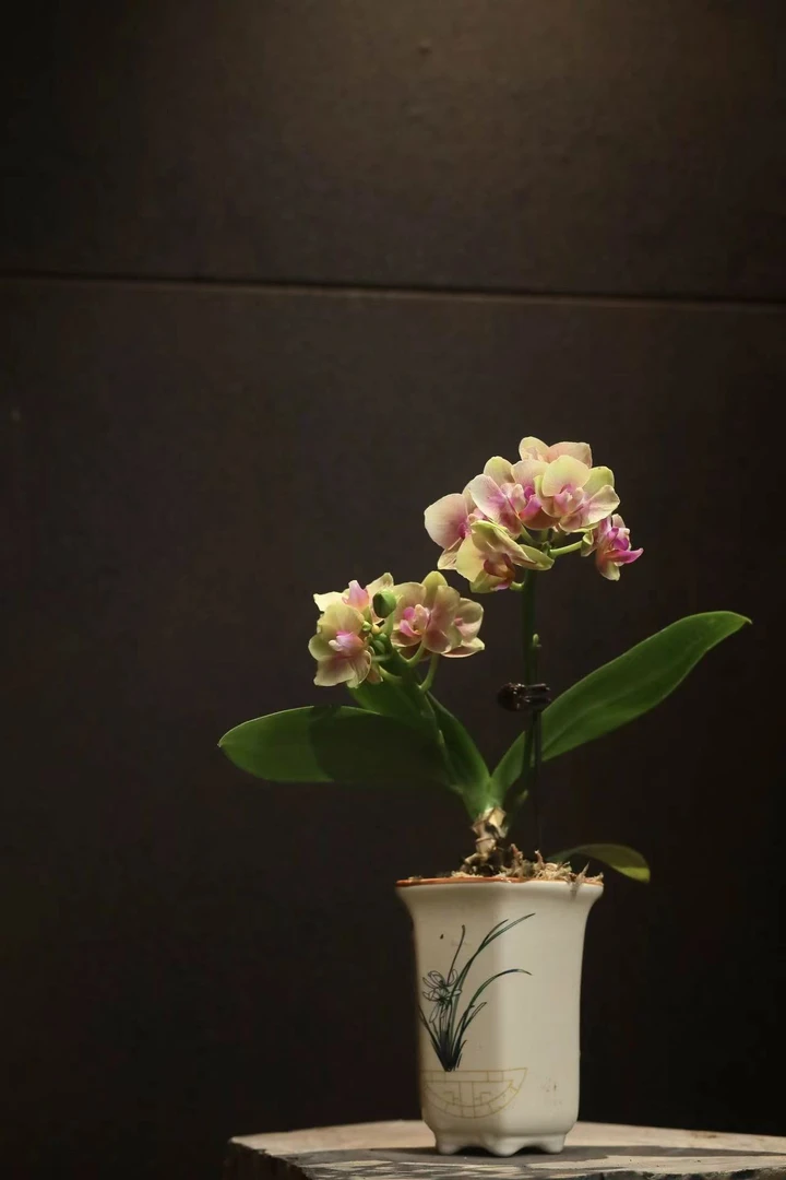 【美美精选】 小橘子蝴蝶兰 茶桌客厅摆件 迷你蝴蝶兰 盆景