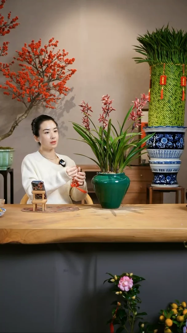 【闪购商品】紫霞仙子 绿盆
