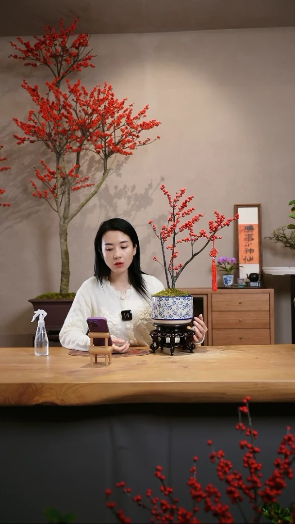 【闪购商品】北美冬青 圆盆