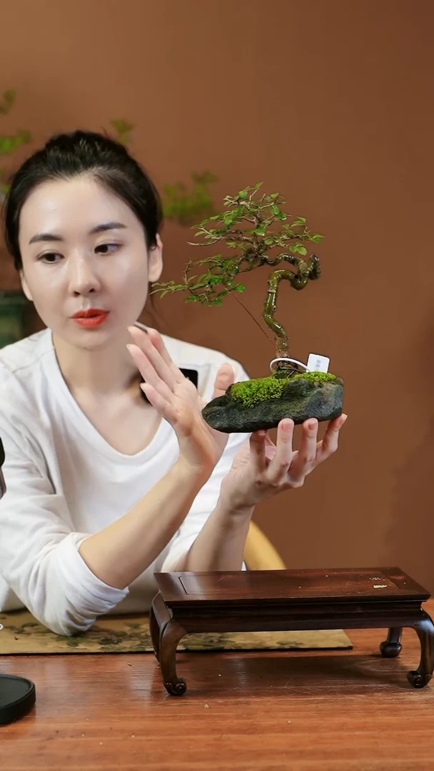 【闪购商品】盆景榆树