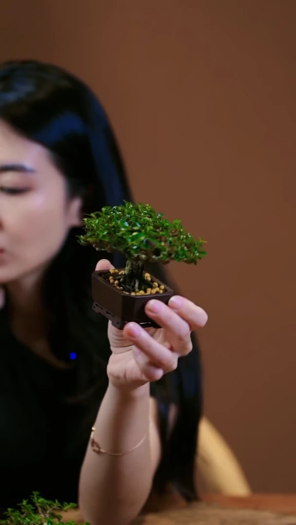 【闪购商品】盆景寿娘子