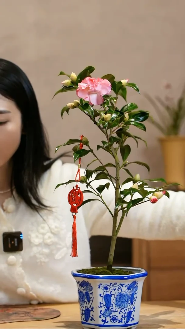 【闪购商品】彩色纽扣 茶花