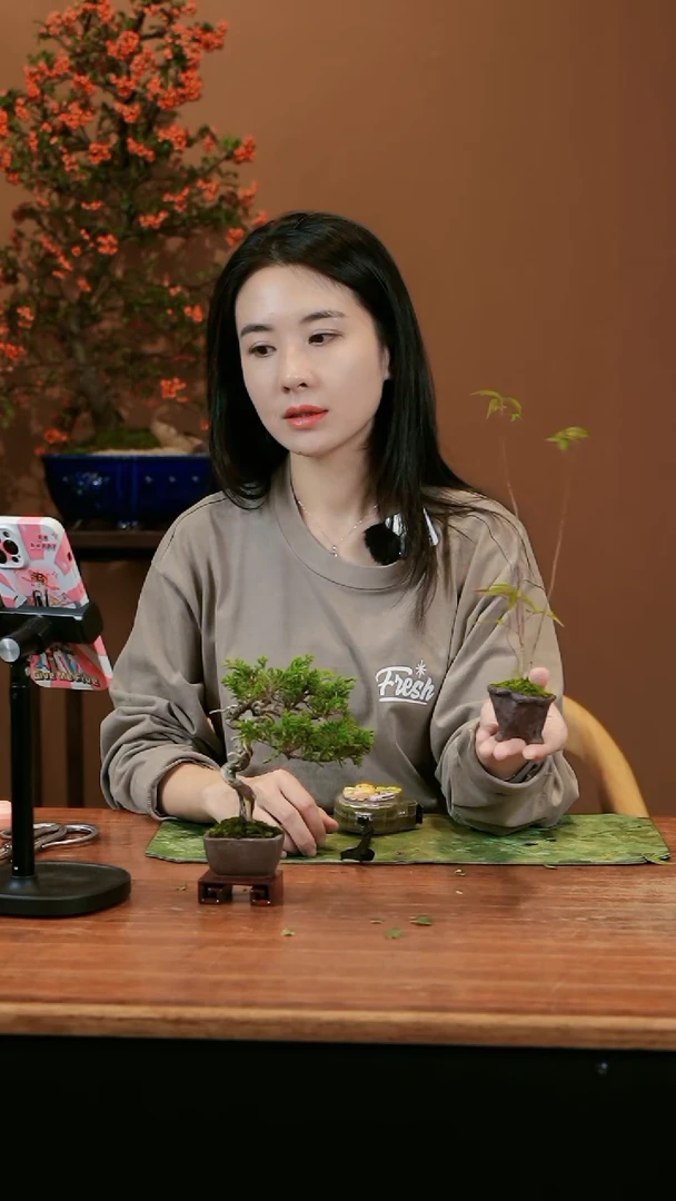 【闪购商品】盆景槭树