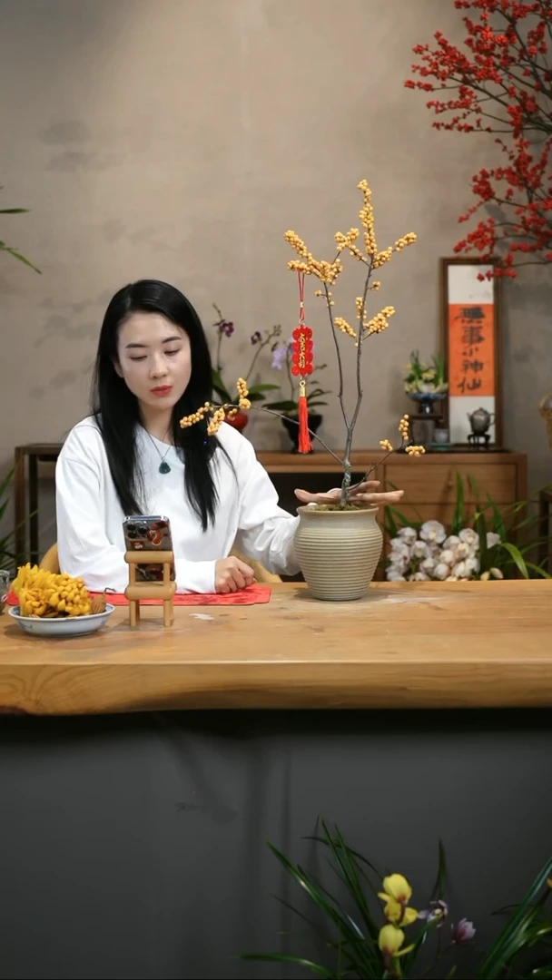 【闪购商品】北美冬青 黄