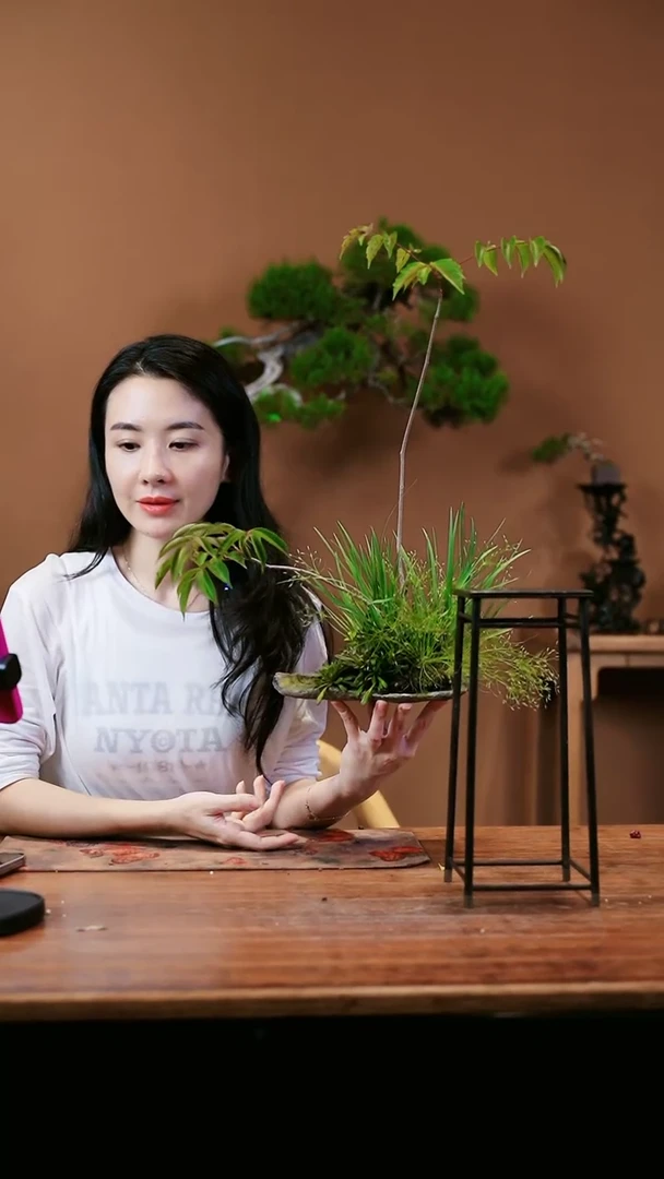 【闪购商品】山野草