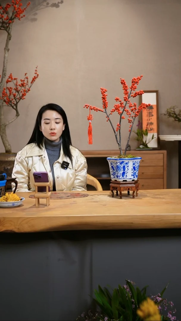 【闪购商品】北美冬青