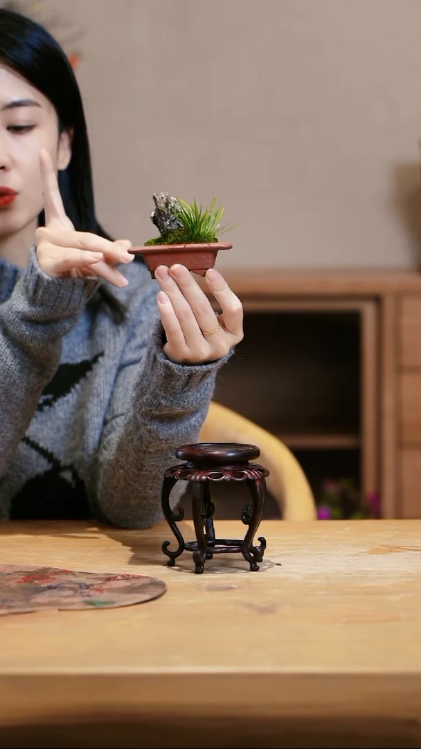 【闪购商品】小菖蒲
