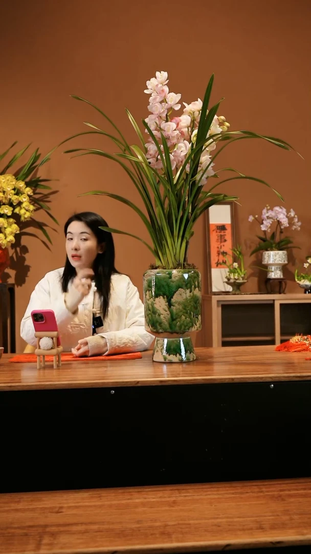 【闪购商品】粉色蕙兰 山水