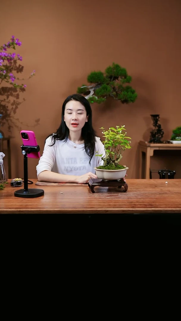 【闪购商品】茉莉花