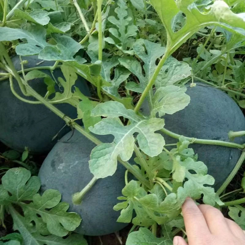 河南农家露天自种墨童黑皮西瓜西瓜新鲜现采