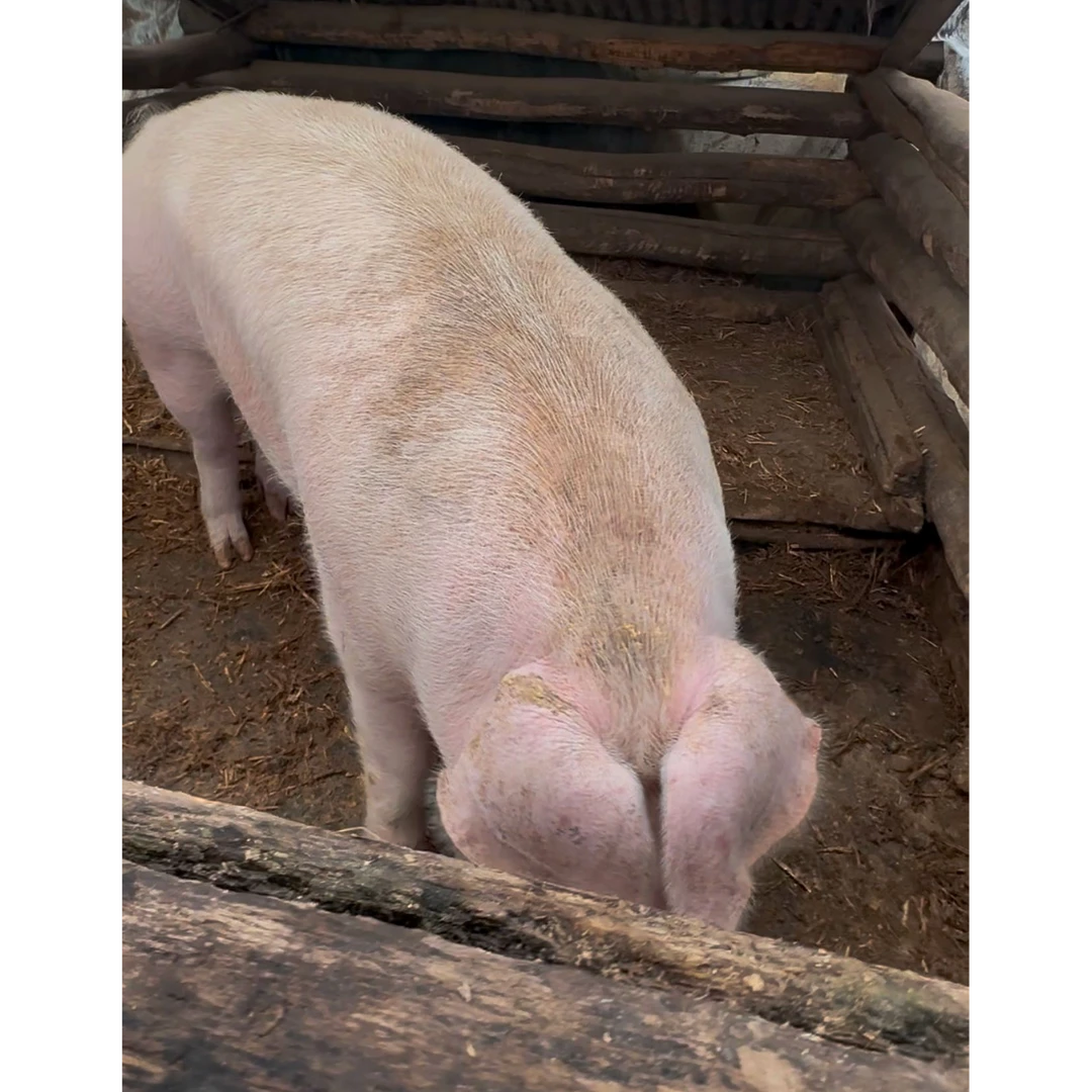 B后邱东北农村农家笨猪肉土猪肉喂粮食猪