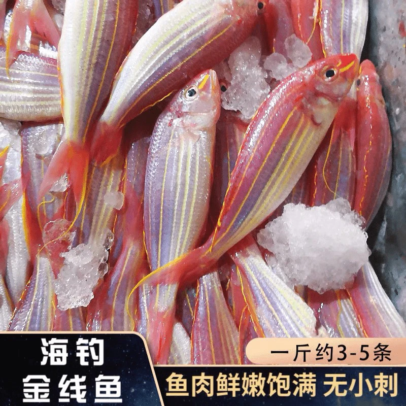 博贺渔港金线鱼4斤鲜活冷冻金丝鱼深海捕捞海鲜水产品［顺丰冷链］