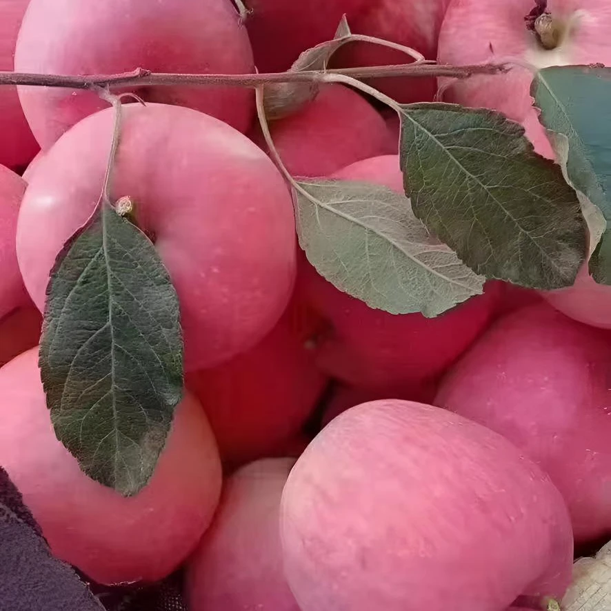 70-75MM甘肃庆阳苹果红富士脆甜酸甜糖心孕幼皆宜