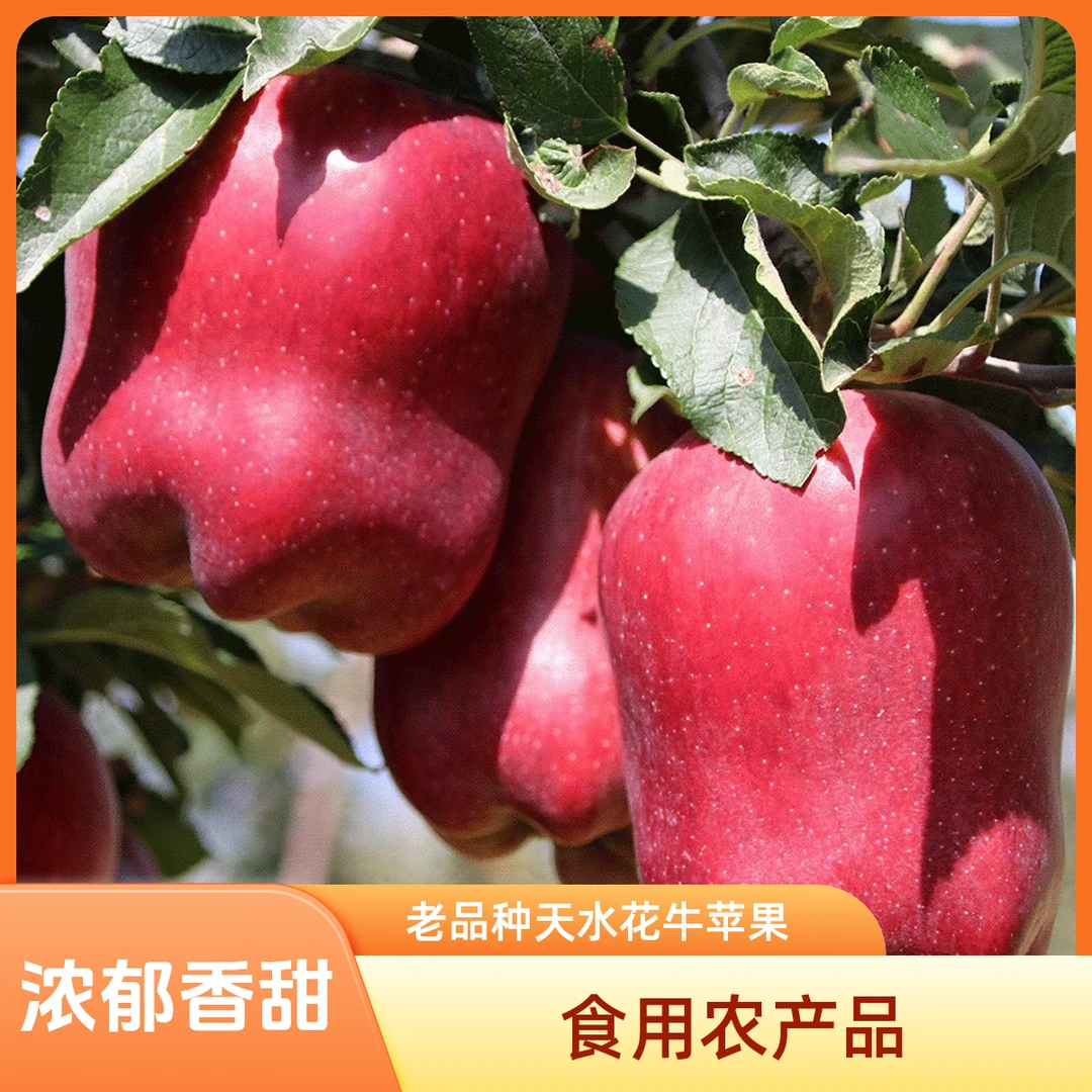 【脆甜老品种】天水花牛苹果高品质供应链 净含量3-9斤 浓郁香甜