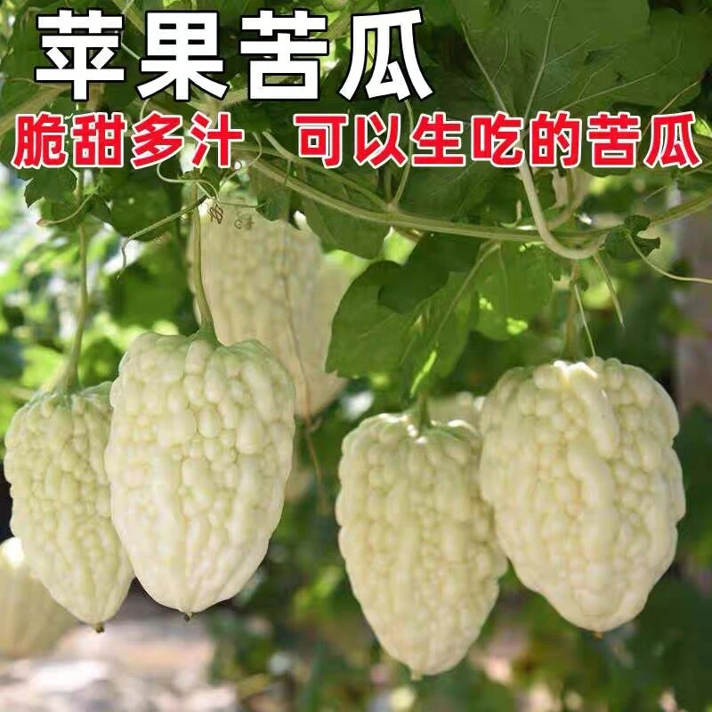 苹果苦瓜生吃不苦甘甜水果白苹果苦瓜种子白苦瓜种籽四季孑春夏秋