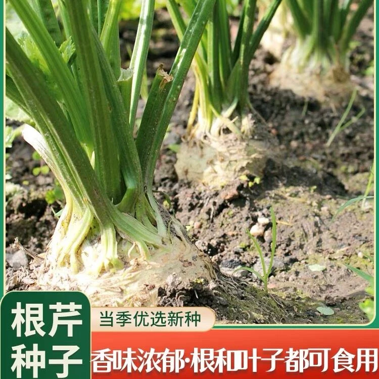 根芹种子芹菜种籽蔬菜阳台菜籽春季四季孑芹菜根栽培籽种播种