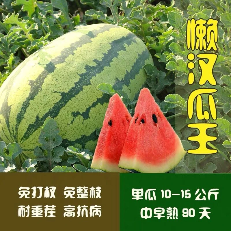 懒汉巨型西瓜小菜园甜王大西瓜种籽无籽西瓜种子四季西瓜种子