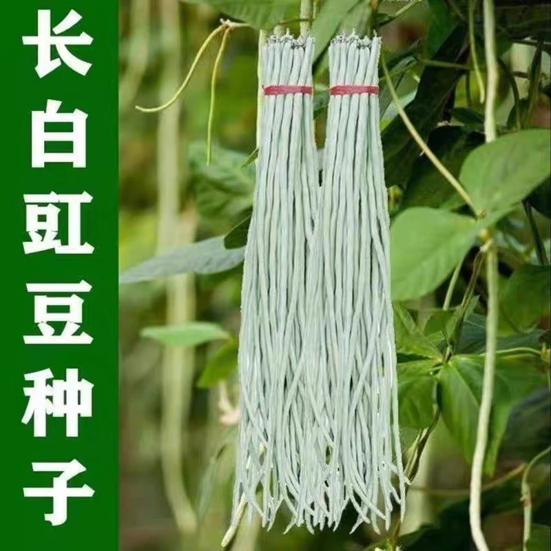 白长豆角种子白色豇豆种籽春秋白条四季搭架豆籽农家不老芸豆种孑