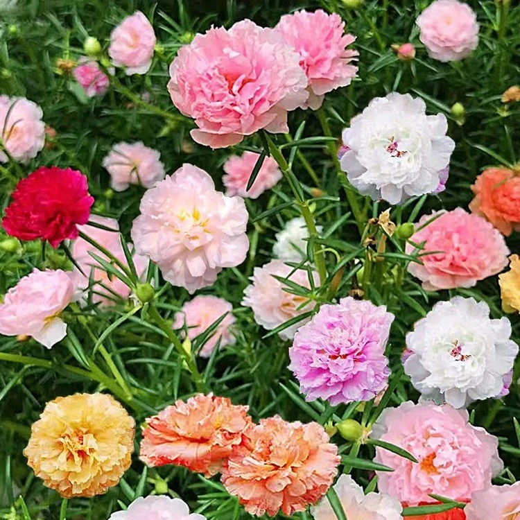 （10000粒正品重瓣）混色太阳花种子易活好种阳台庭院四季开花不断