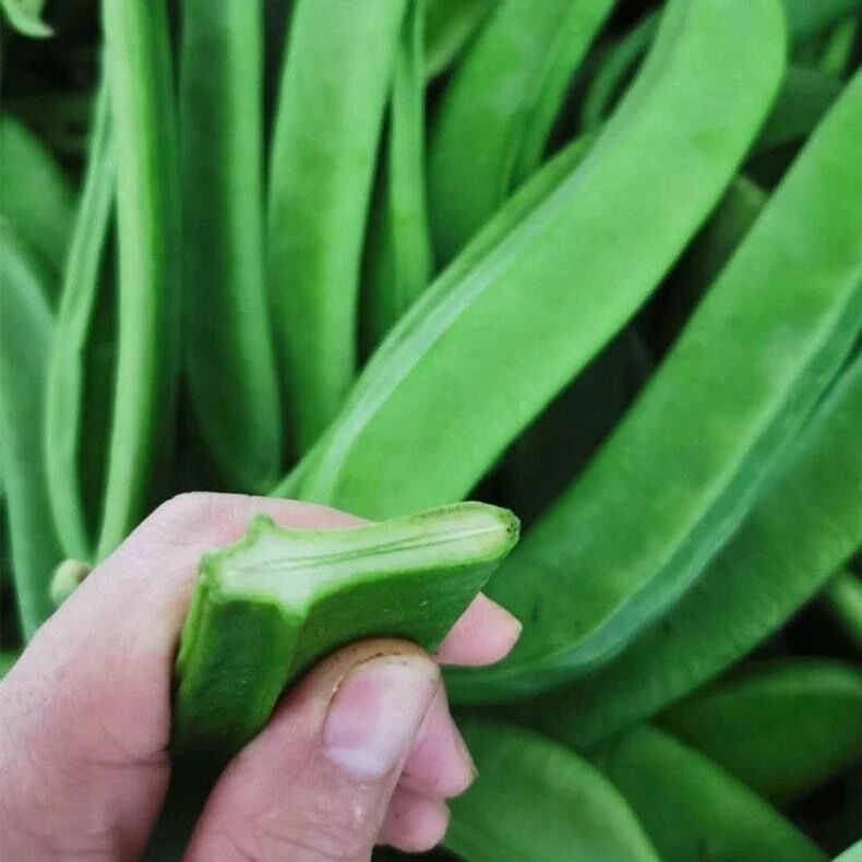 刀豆种子霸王大刀豆种籽巨型大豆角种籽四季爬藤蔬菜豆角种子