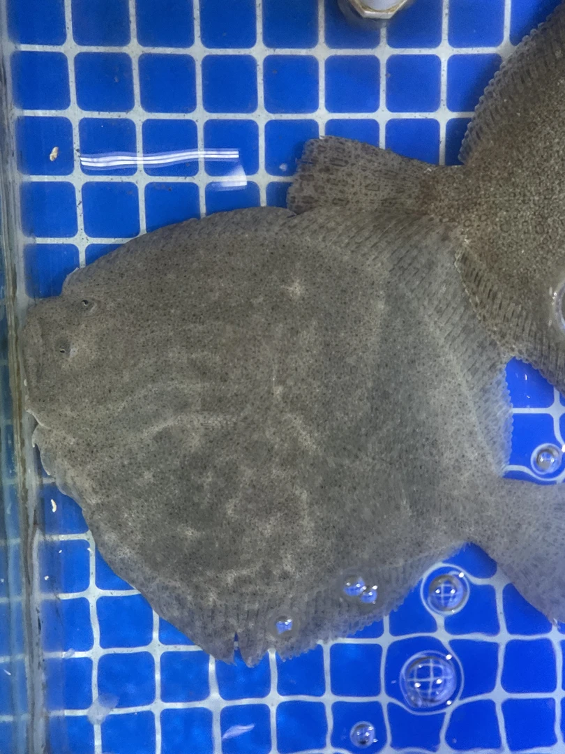 【然然妈海鲜】鲜活多宝鱼约750g(默认宰杀