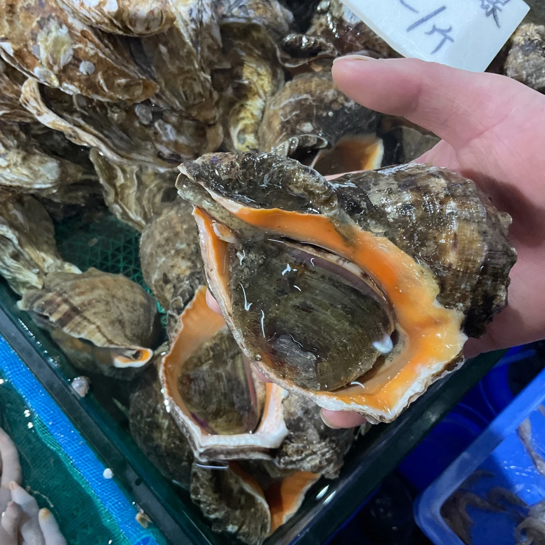 【然然妈海鲜】鲜活海螺500g(3只-5只）