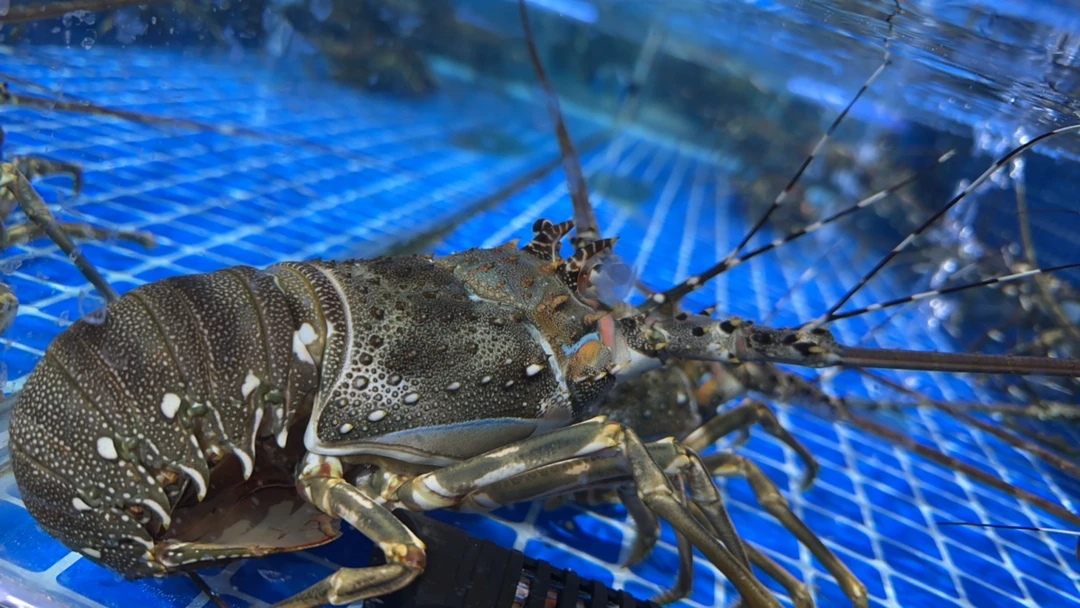 鲜活青龙仔7-9两一只