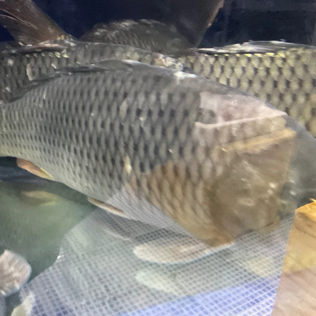 【然然妈海鲜】鲜活鲤鱼(约1100g)默认宰杀