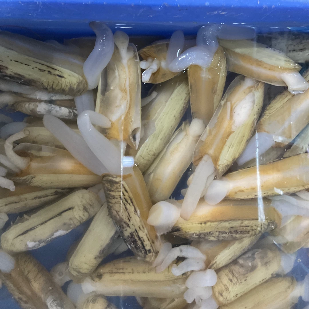 【然然妈海鲜】鲜活水蛏子500克
