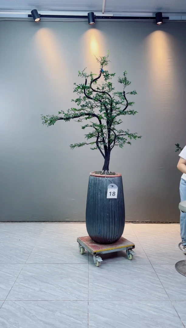 【闪购商品】广东小叶紫檀黑骨茶