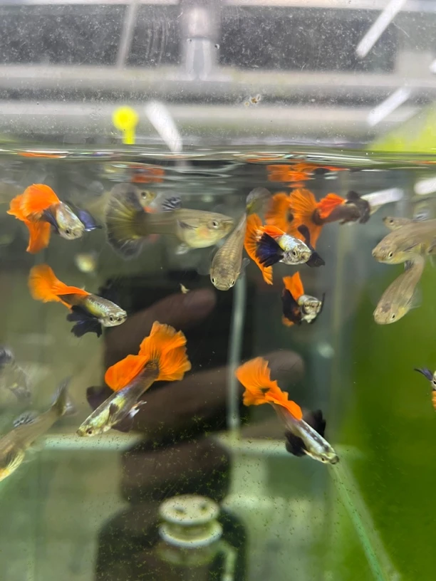 孔雀鱼泰系象耳大耳两对