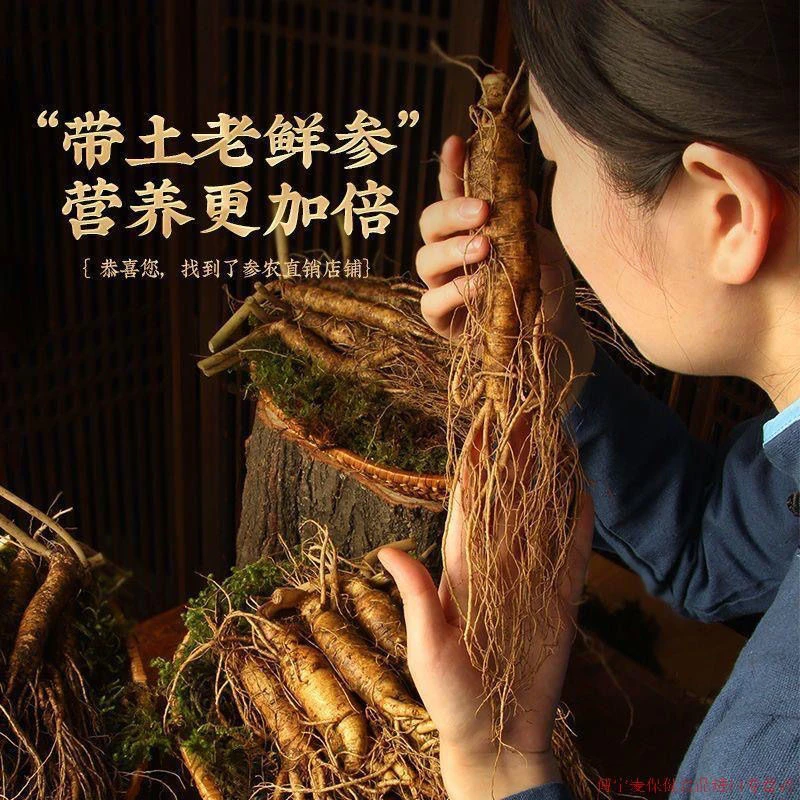 【本帅专属改价链接】长白山带土新鲜人参果肉紧实包邮送种子