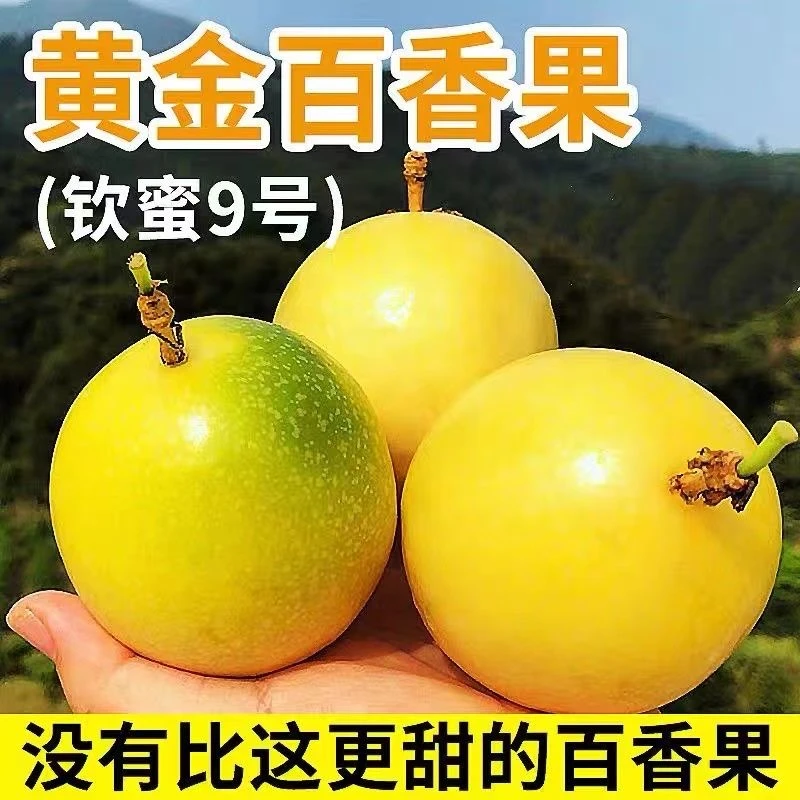 广西钦蜜9号黄金百香果净重3斤5斤9斤包邮