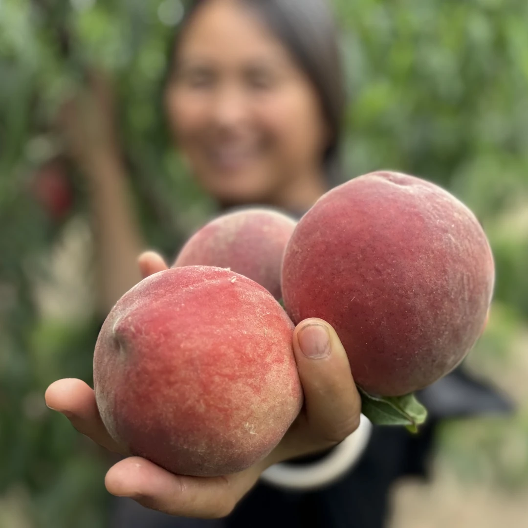 河南突围水蜜桃5斤顺丰包邮