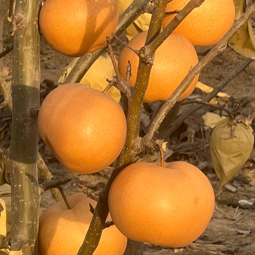 开封四味香梨5斤包邮