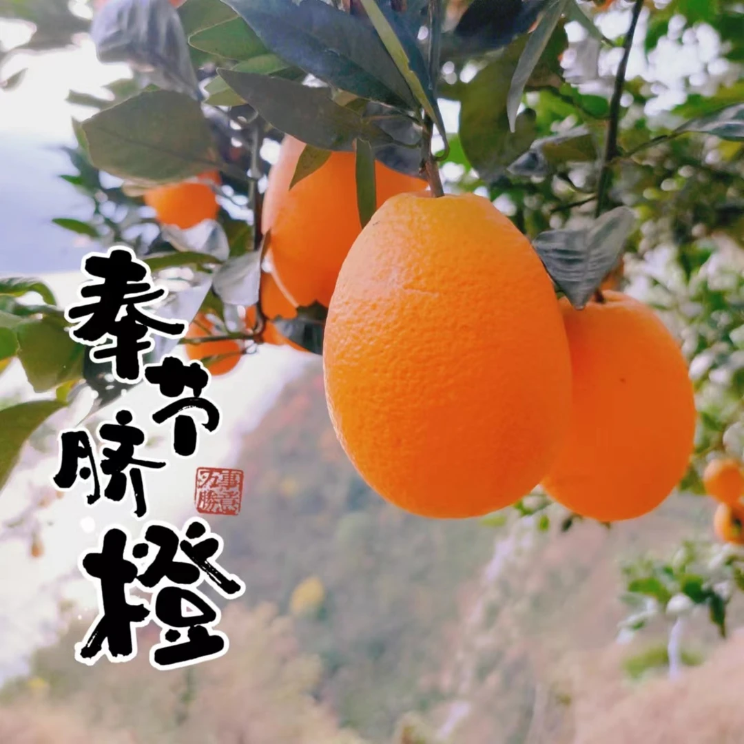 【新鲜水果】正宗重庆奉节脐橙纽荷尔现摘现发新鲜水果净重9斤！