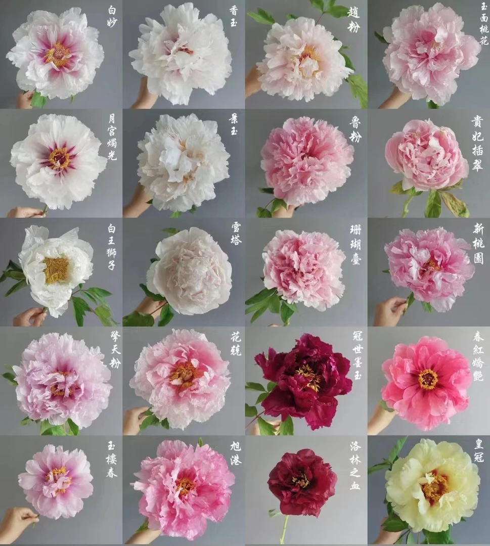 洛阳时韵牡丹 重瓣大花庭院阳台地栽盆栽耐寒观赏趣味春季开花