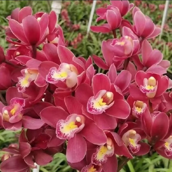 【红宝石】带花剑  大花蕙兰年宵花  浓香报岁兰花好养花卉