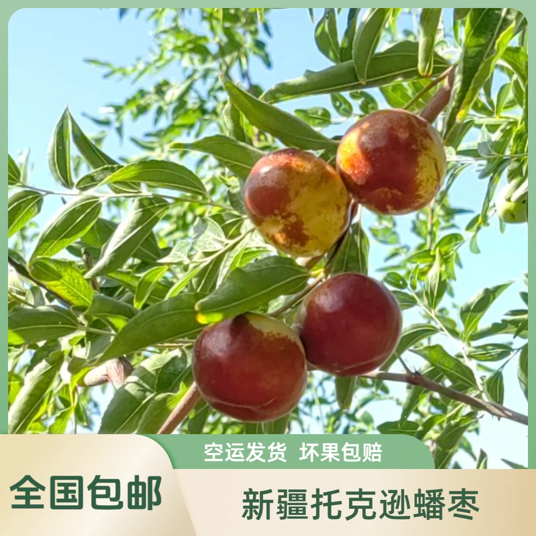 新疆托克逊蟠枣又大又甜空运发货优质营养早熟产地品种
