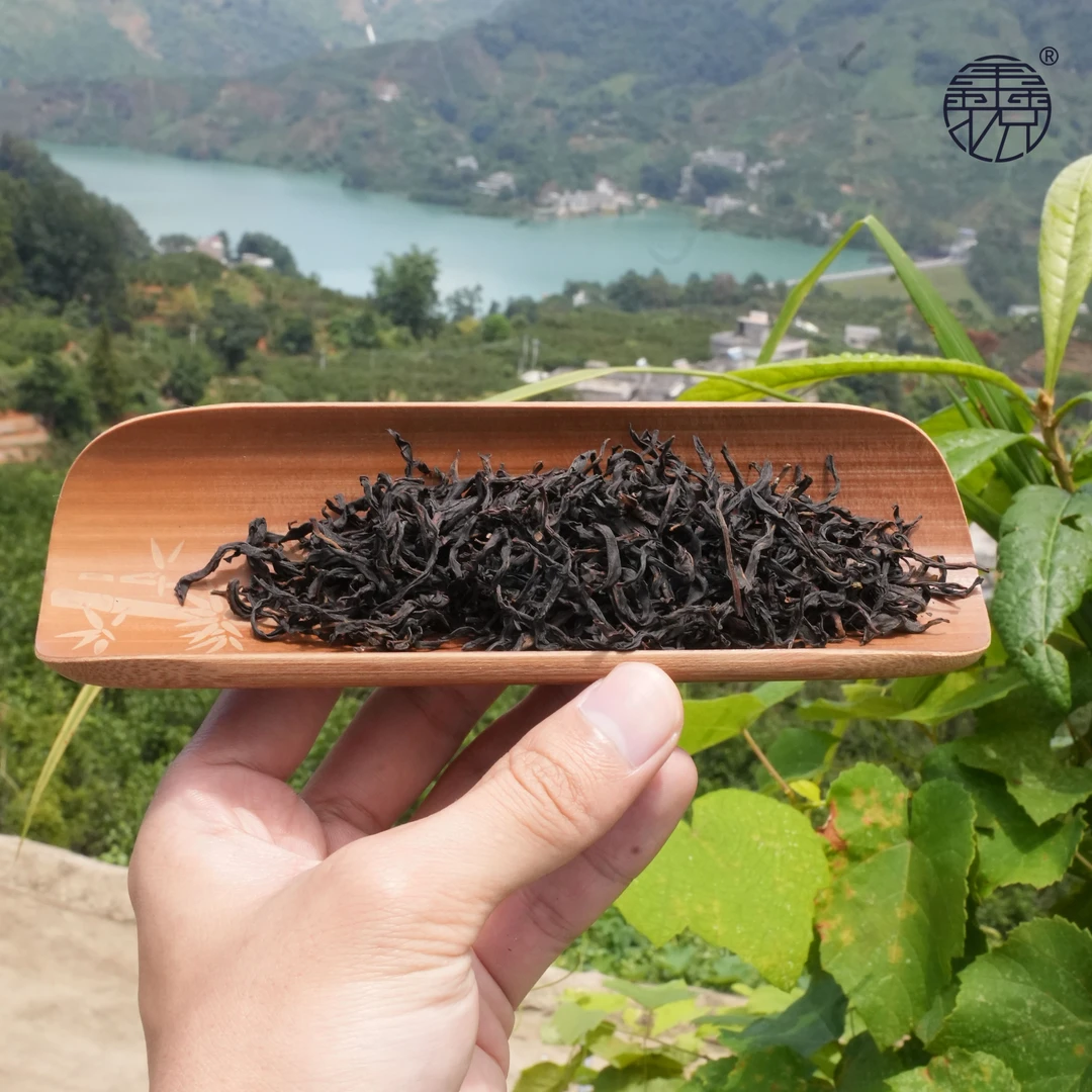 【鑫说】潮汕茶---乌岽  宋种竹叶香凤凰单枞