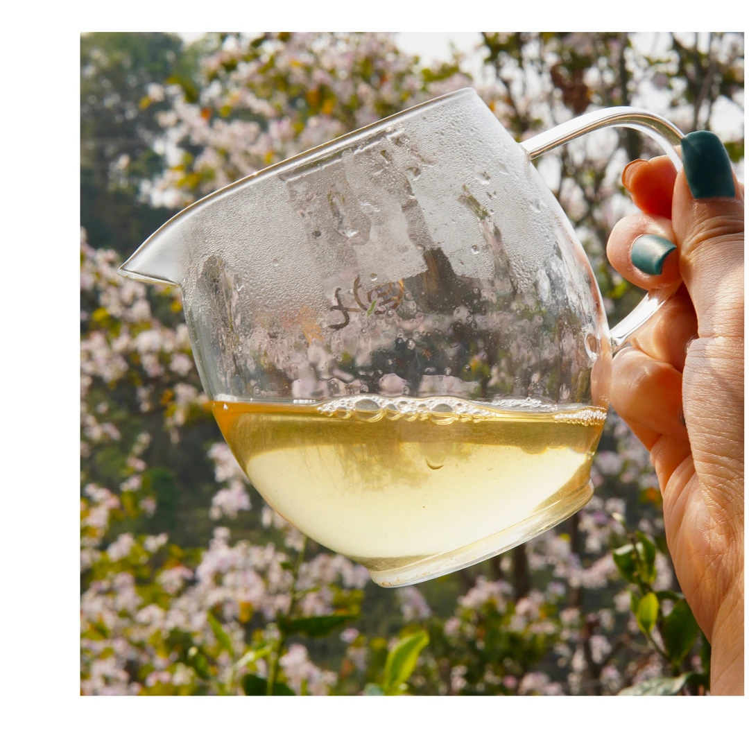 【鑫说】云南普洱----天门山单株古树纯料散生普