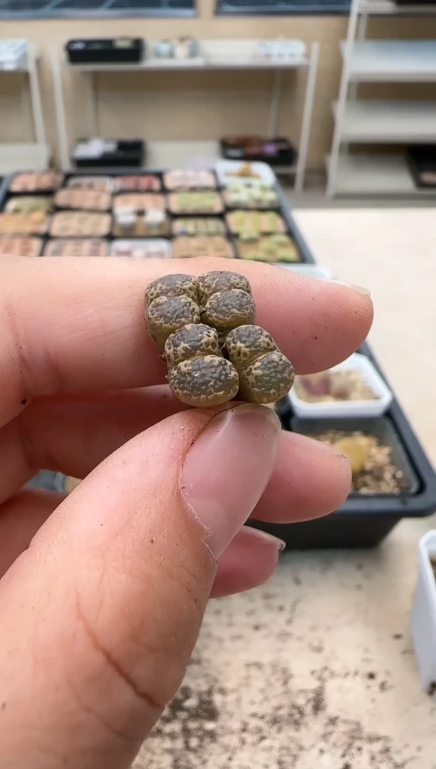 【闪购商品】16-251