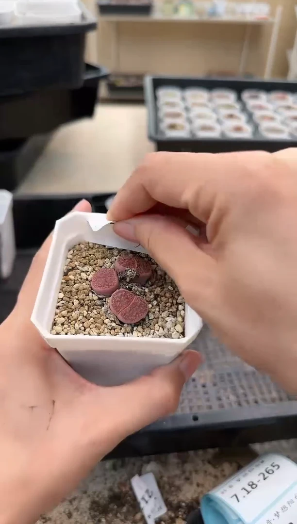 【闪购商品】18.264